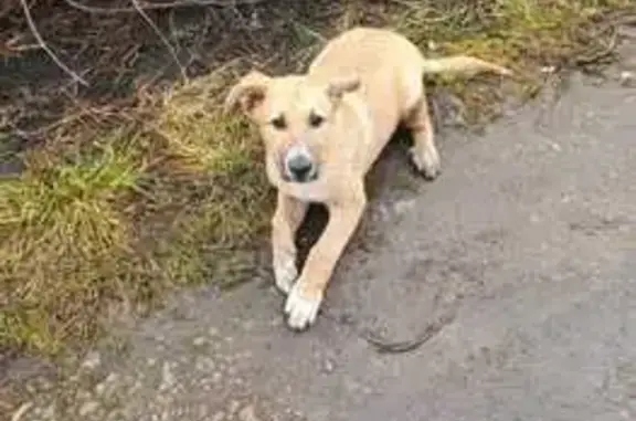 Собаки потеряшки, , фото: Потеряшка собака в Азьмушкинском, Татарстан