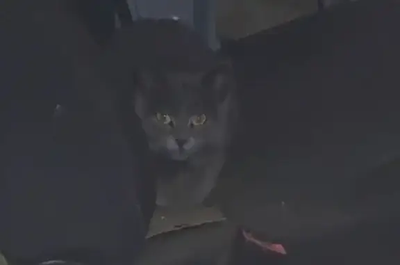 Кошка найдена, ул. Космонавтов, 57А, Казань