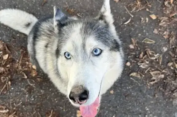 Найдена собака, Казань, фото: Хаски найден: ул. Губкина, 48, Казань