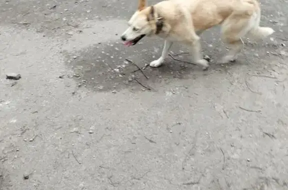 Найдена собака, Брянск, фото: Хаски найден на Моск. проспекте, 21, Брянск