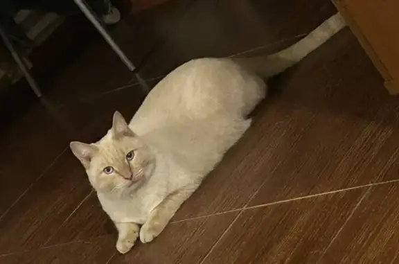 Кошки потеряшки, Тюмень, фото: Потеряшка кошка, ул. Вахитова, 3, Тюмень