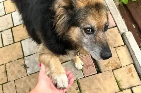 Пропала собака, Новосильская ул., Знаменка