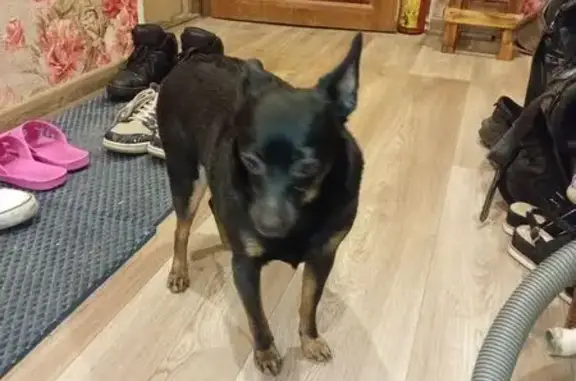 Чёрная собака найдена, ул. Свердлова