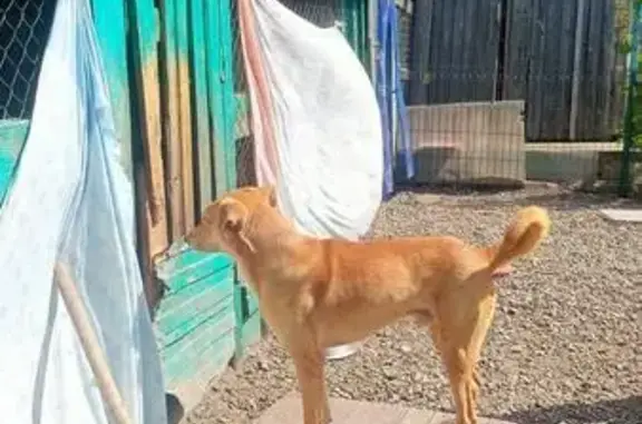 Пропала собака на 2-й Депутатской, Красноярск