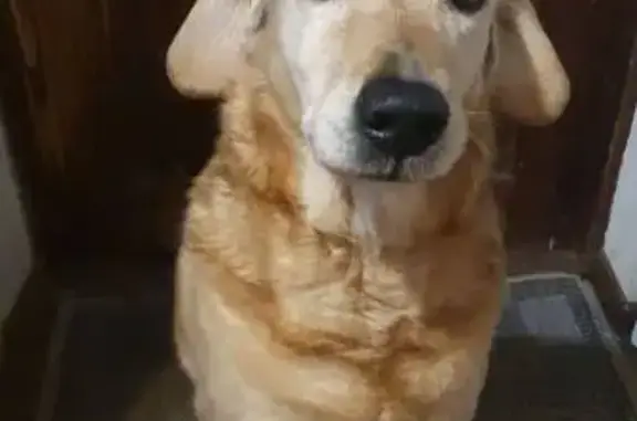 Пропала собака, ул. Студёновская, Липецк