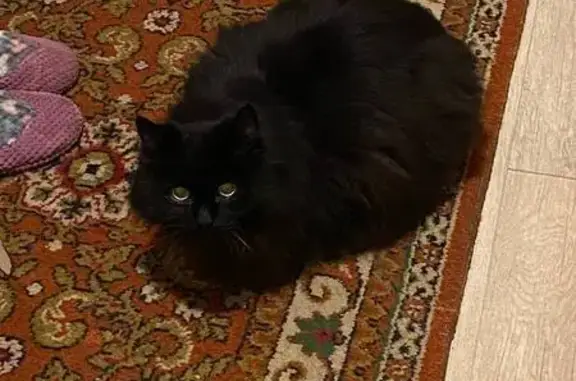 Пропала кошка, Воскресенская ул., Балашиха