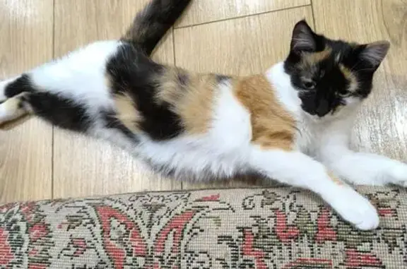 Пропала кошка, Омск, ул. Избышева