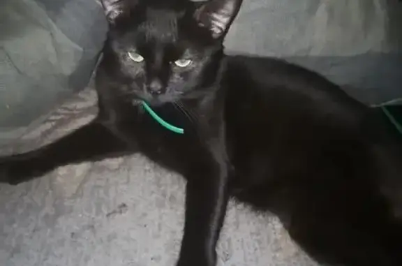 Пропала кошка, 9-я Парковая ул., 6, Москва