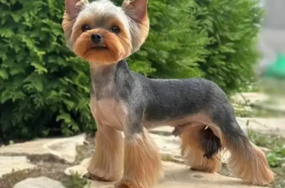 Собаки потеряшки, Энгельс, фото: Потеряшка собака, Строительная 32, Энгельс