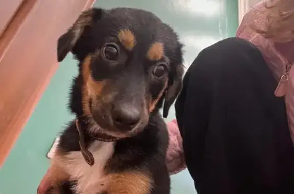 Найдена собака, Бор, фото: Найдена собака, ул. Пушкина, 148, Бор