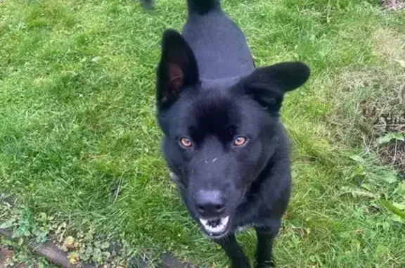 Найдена собака, Голубое Жск, фото: Найдена собака, Голубое, 122