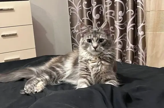 Пропала кошка, ул. Менделеева, 14, В. Новгород