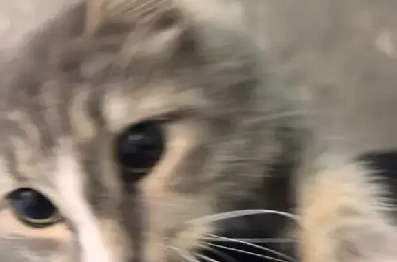 Найденные животные Петрозаводск, фото: Кошка найдена: Берёзовая аллея 34 к1