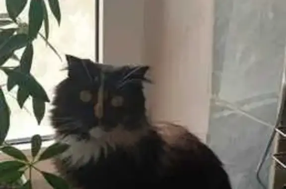 Кошки потеряшки, городской округ Батайск, фото: Потеряшка кошка, ул. Гайдара 9, Батайск