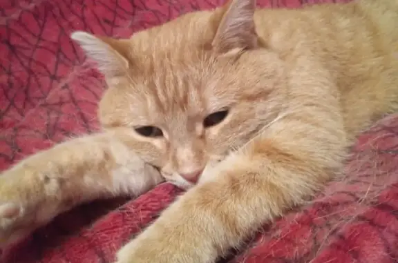 Кошка найдена: Пролетарская 298, Оренбург