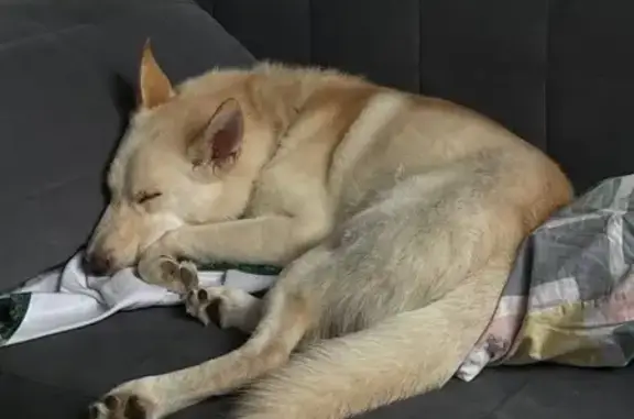 Собаки потеряшки, Лобня, фото: Потеряшка собака, ул. Ленина 57, Лобня