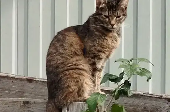 Пропала кошка, МО, полосатик с рыжиной