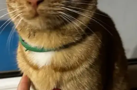 Найдена кошка, Казань, фото: Найден рыжий кот, Мамадышский тракт, 34