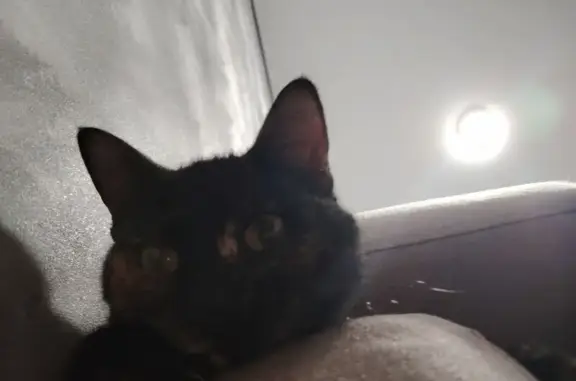 Кошки потеряшки, Барановичи, фото: Потеряшка кошка, Степная ул., Барановичи