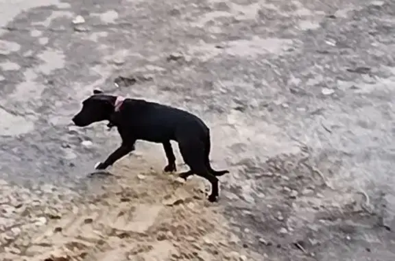 Найдена собака, Краснозаводская 1/1, Липецк