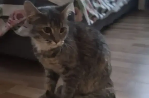 Кошка найдена, ул. Ленина, Липецк