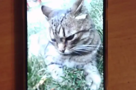 Кошки потеряшки, Тюмень, фото: Потеряшка кошка, Московский тракт 145 к3