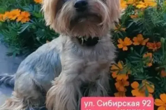 Собаки потеряшки, Томск, фото: Потеряшка собака, Сибирская ул., Томск