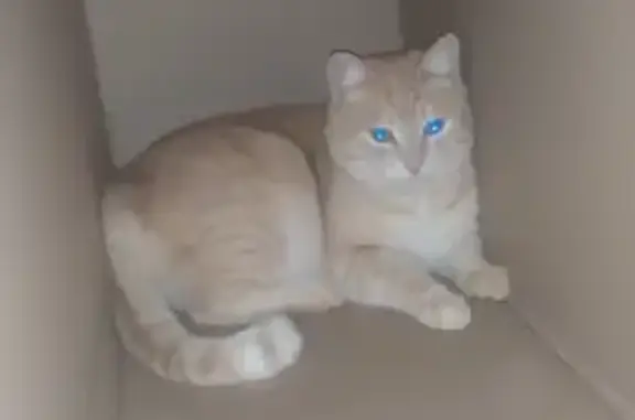 Кошки потеряшки, Чебоксары, фото: Потеряшка кошка, ул. Урукова, Чебоксары