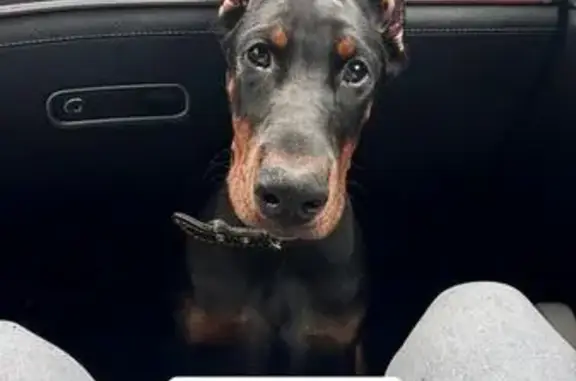 Собаки потеряшки, , фото: Потеряшка собака, 14К-13 Афанасово