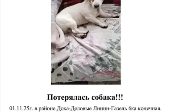 Пропала собака, Салават, Башкортостан