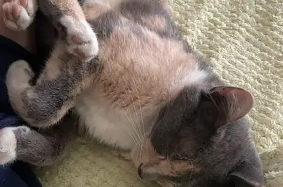 Пропала кошка, ул. Маяковского, Волгоград