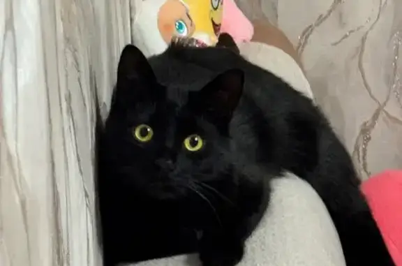 Пропал кот, ул. Энергетиков, 11, Курск