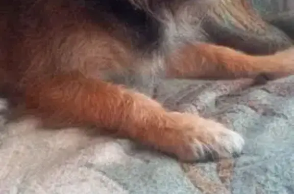 Пропала собака, пр. Ветеранов, СПб