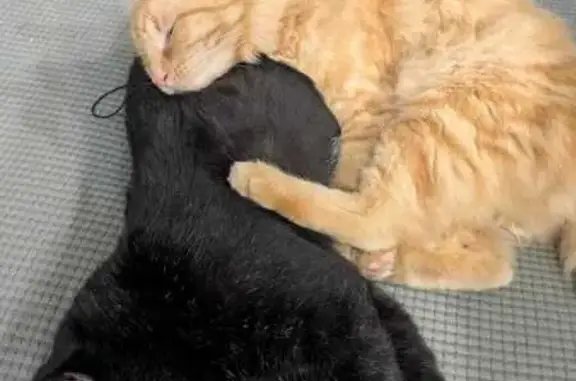 Кошки потеряшки, Каменск-Шахтинский, фото: Потеряшка кошка, ул. Олега Кошевого, 9