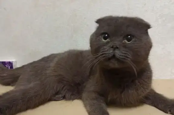 Объявления о пропавших и найденных животных, Белорецк, фото: Найдена кошка в Белорецке, Башкортостан