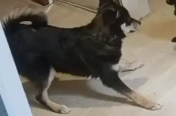 Собаки потеряшки, Омск, фото: Потеряшка собака, пр. Мира, Омск