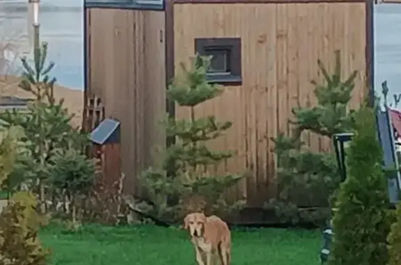 Найдена собака, , фото: Найдена собака, Берёзовая ул. 89, Трубичин