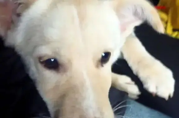 Найдена белая собака, ул. Бебеля 42, Тверь