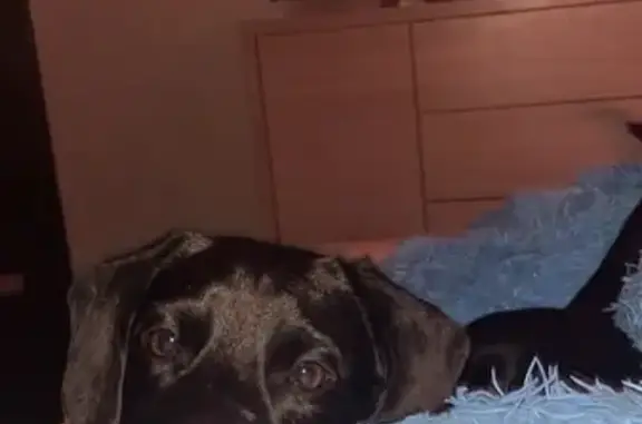 Найдена собака, Новосибирск, фото: Найдена собака, Первомайская 158, НСК