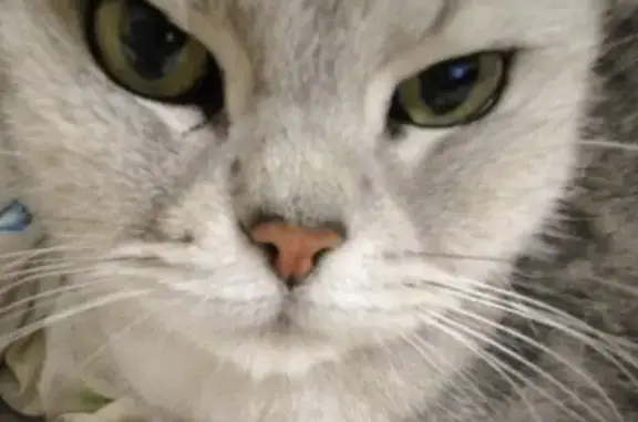 Найденные животные Костромская область, фото: Кошка найдена в Костроме, Костромская обл.