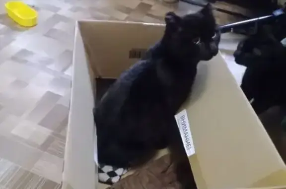 Найдена кошка, Томск, фото: Найдена черная кошка, Железнодорожная 7