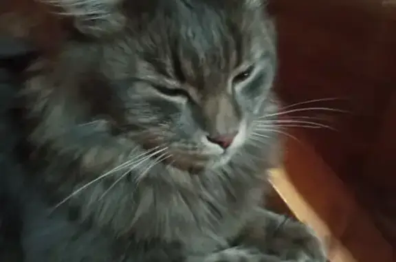 Найдена кошка, Конобеево (воскресенский), фото: Кошка найдена, МО