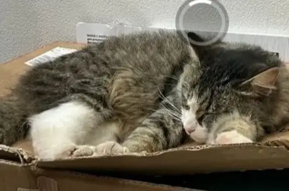 Найдена кошка, Рязань, фото: Найдена кошка, ул. Фирсова, 20, Рязань