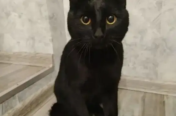 Найдена кошка, Иркутск, фото: Найдена чёрная кошка, ул. Лызина, 46