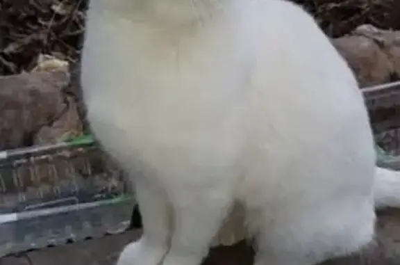 Кошка найдена: ул. Фучика, 24 к1, Тула