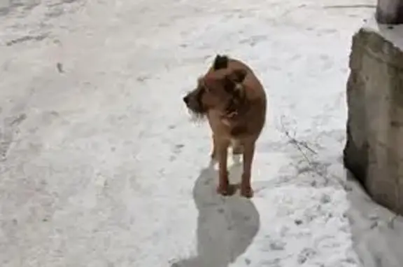 Собака найдена: Бардина 42 и Кирова 123