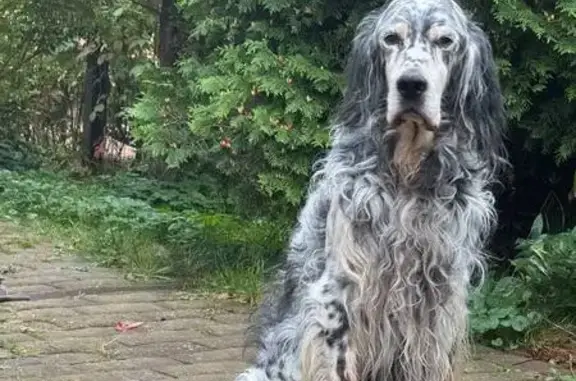 Пропала собака, СНТ Садко, 257 МО