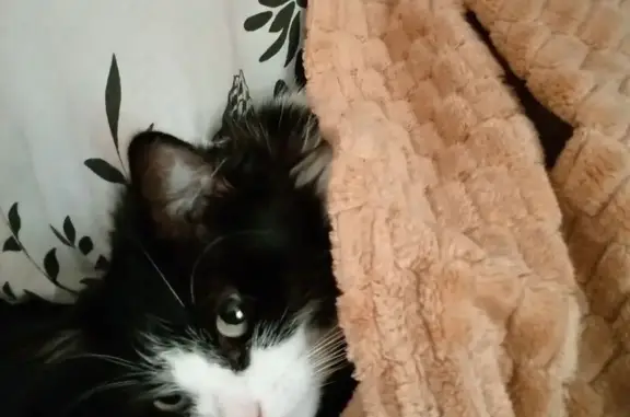 Пропала кошка, Землянухина, Котельниково