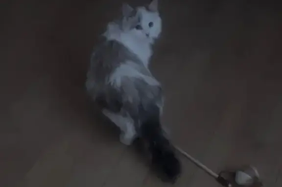 Кошка найдена, Ленинская пл., Москва