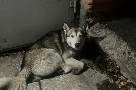 Найдена собака на ул. Суворова, Пенза